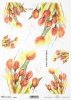 tulipan, kwiat, ogród, łąka, wiosna, autorka grafiki Maria Kopeć, R918, flower, garden, meadow, spring, Blume, Garten, Wiese, Frühling, flor, jardín, prado, primavera, tulipán, Tulpe, tulip